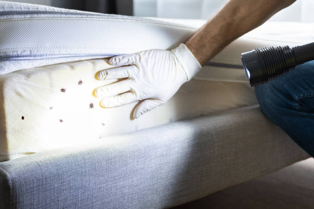 Best Rat Extermination Near Me  in Sedro Woolley, WA